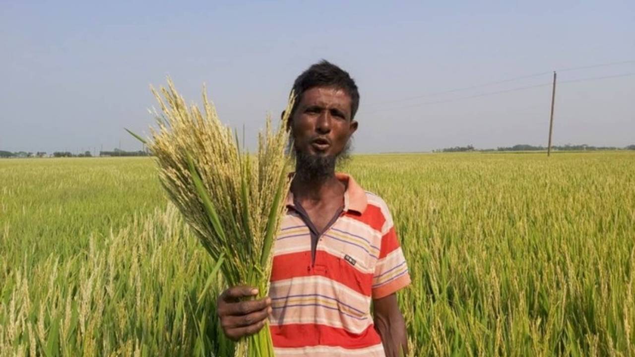 হাওরে আগাম বন্যার ঝুঁকি কমাবে স্বল্পমেয়াদি ধান