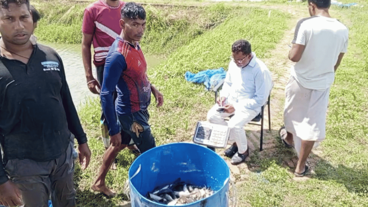 বদলির আদেশের পরও সরকারি খামারের মাছ বিক্রির অভিযোগ, সরকারি স্লিপ ছাড়াই