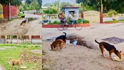 ঈদের ছুটিতে বন্ধ ক্যাম্পাসে অভুক্ত প্রাণীদের পাশে বাকৃবি ছাত্রদল