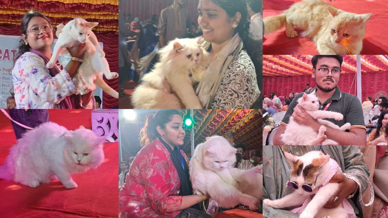 বাকৃবিতে প্রথম বারের মতো ক্যাট শো অনুষ্ঠিত