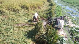 বীরগঞ্জে বৃষ্টির পানিতে ডুবে যাচ্ছে কৃষকের ধানক্ষেত