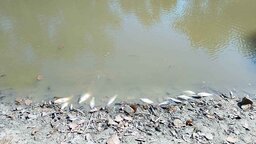 বীরগঞ্জে মন্দিরের পুকুরে গ্যাস ট্যাবলেট দিয়ে মাছ নিধনের অভিযোগ