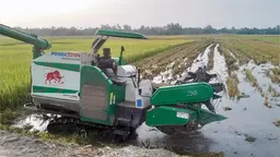 সরকারি রেট অজানা, কম্বাইন হারভেস্টারে কৃষকদের বাড়তি খরচ