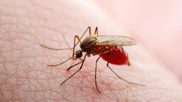 ডেঙ্গুতে একদিনে ৭ জনের মৃত্যু, হাসপাতালে ভর্তি ৫৬৭ জন