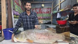 কুয়াকাটায় ৩৩ হাজার ৭'শ টাকায় বিক্রি হলো একটি কোরাল মাছ