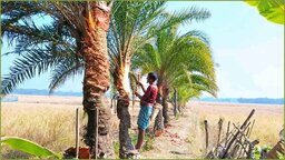 পাথরঘাটায় খেজুরের রস সংগ্রহে ব্যস্ত গাছিরা