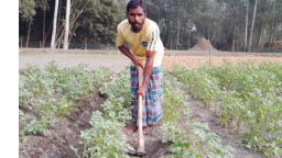 পঞ্চগড়ের তেঁতুলিয়ায় আগাম আলু খেত পরিচর্যায় ব্যস্ত কৃষক