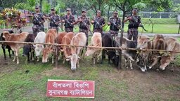 সুনামগঞ্জের বিভিন্ন সীমন্তে বিজিবির অভিযানে ৩২ টি গরু আটক