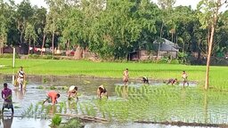 নীলফামারীতে মাঠে মাঠে আমনের চারা রোপনে ব্যস্ত কৃষক