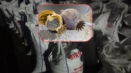 পাখির খাদ্যের আড়ালে পাকিস্তান থেকে এল নিষিদ্ধ পপি বীজ