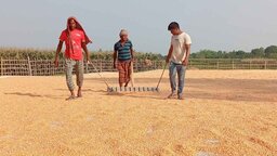 নীলফামারীতে ভুট্টা সংগ্রহে ব্যস্ত সময় পার করছেন ব্যবসায়ী ও কৃষকেরা