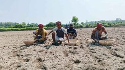 নতুন আলুর চড়া দামের স্বপ্নে বিভোর নীলফামারীর আলু চাষিরা