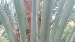 গোপালগঞ্জ মেডিকেল কলেজ হাসপাতালে সৌদিয়ান খেজুর গাছে ফুল বিরল দৃশ্যে কৌতূহলী দর্শনার্থীদের ভিড়।