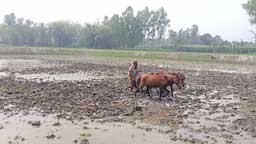 ঘোড়া দিয়ে হালচাষে স্বাবলম্বী আজমত উল্লাহ