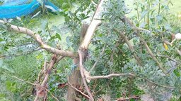 সাতক্ষীরায় কিশোর গ্যাংয়ের তাণ্ডব : ফলন্ত গাছ কেটে সাবাড় ও হত্যার হুমকি
