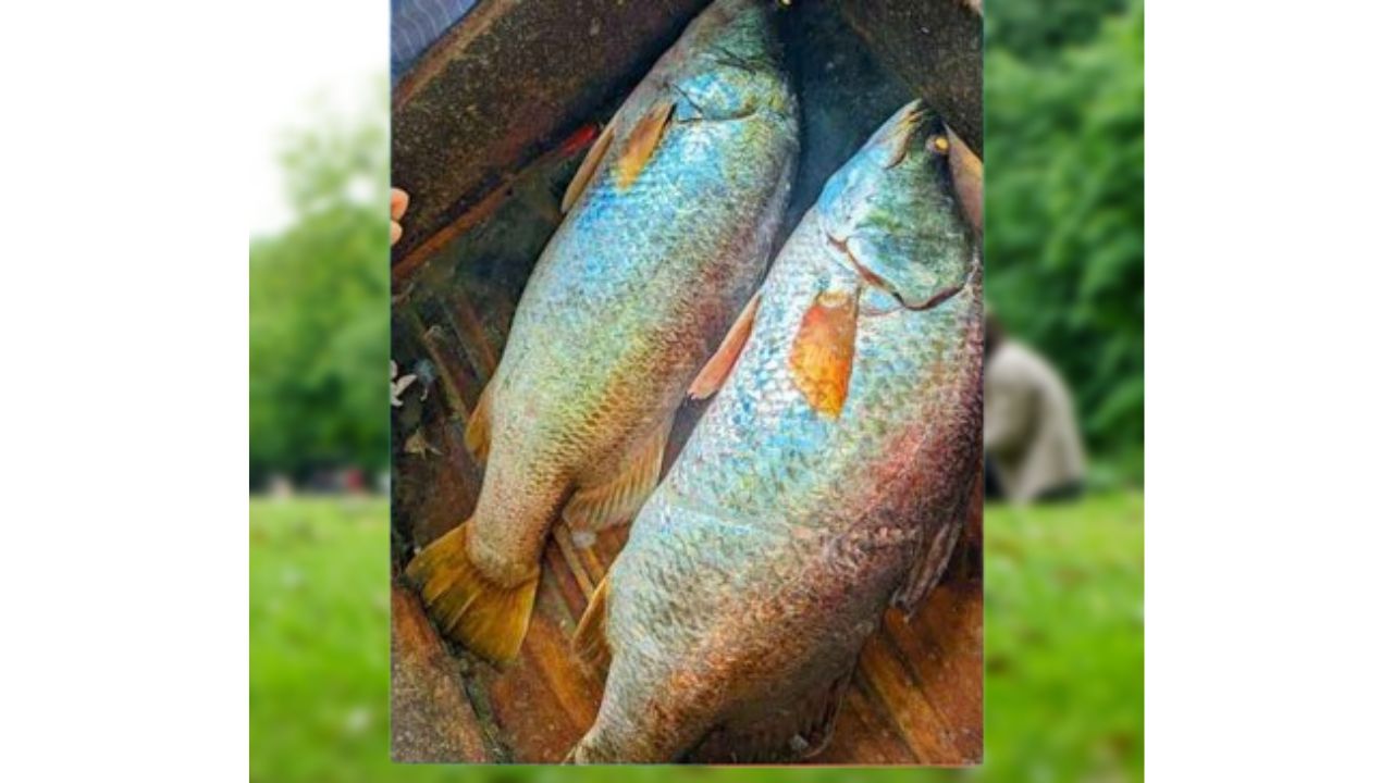 মেঘনায় জেলের জালে ৩৩ কেজির দুই কোরাল, বিক্রি ৪৬ হাজার টাকায়