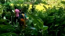 চাঁদা না পেয়ে ফলবাগান ধ্বংস, কসবায় জমি নিয়ে উত্তেজনা