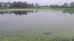 গোপালগঞ্জে তলিয়ে গেছে ৩০৬ হেক্টর জমির ফসল
