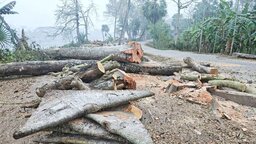 ঝালকাঠিতে ১৬০টি গাছ কাটার পর স্থগিত প্রায় দুই হাজার গাছ কাটার প্রকল্প