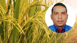 বাংলাদেশের ধান খাতে উৎপাদনশীলতা ও টেকসই উন্নয়নের ভারসাম্য