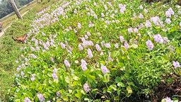 নীলফামারীতে কচুরিপানা ফুলের সৌন্দর্যে বিমোহিত পথচারী