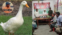 আওয়ামীলীগ নেতার হাঁস চুরি: বিএনপি নেতার গোয়েন্দাগিরি'তে সাংবাদিক ধরা !