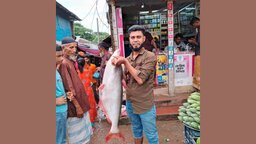পায়রা নদীতে ধরা পরলো ১১ কেজি ওজনের পাঙ্গাশ
