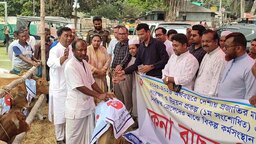 বিকল্প কর্মসংস্থানের লক্ষ্যে কোটালীপাড়ায় মৎস্যজীবীদের মাঝে বকনা বাছুর বিতরণ