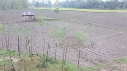 বৈরী আবহাওয়ায় দু:চিন্তায় দিন গুনছে নীলফামারীর আলু চাষিরা