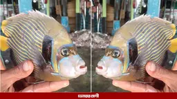 কুয়াকাটায় মিলল বিরল প্রজাতির মাছ, যা আগে দেখেনি কেউ