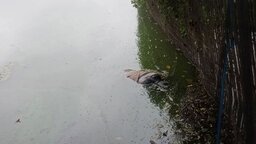 বগুড়ার শেরপুরে অজ্ঞাত যুবকের মরদেহ উদ্ধার