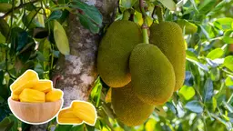 গরমে সুস্থ থাকার গোপন চাবি: কাঁঠালের ৬টি দুর্দান্ত উপকারিতা