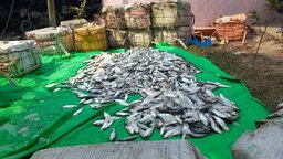 নোয়াখালীতে ২৫০০ কেজি জাটকা ইলিশসহ আটক ৬