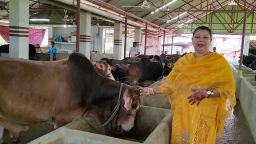 রাজাপুরের নারী উদ্যোক্তা ফারিয়া আক্তার ইলার ১টি গরু থেকে ৬০ গরুর খামার