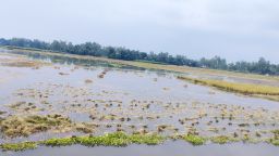 বন্যার পানিতে তলিয়ে গেছে কৃষকের স্বপ্ন
