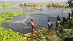 ঠাকুরগাঁওয়ের বুড়ির বাঁধে মাছ ধরা উৎসব, আশা পূরণে ব্যর্থ জনতা