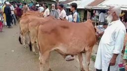পবিত্র ঈদুল আজহা উপলক্ষে ছাগলনাইয়ায় জমে উঠেছে কোরবানির পশুর হাট