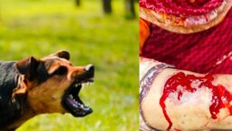 সিলেট মহানগরীতে বেড়েছে বেওয়ারিশ কুকুরের সংখ্যা, উদ্বেগে শহরবাসী