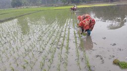 তীব্র শীতে বিপর্যস্ত গোপালগঞ্জের বোরো আবাদ, উৎপাদন কমার শঙ্কা