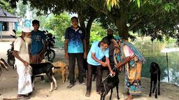 দুই সপ্তাহে তাড়াশে ৪০টি ছাগলের মৃত্যু
