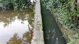 পাইকগাছায় ড্রেনের বর্জ্যে দূষিত হচ্ছে পাউবো কলোনির পুকুর