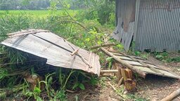 নীলফামারীতে প্রতিপক্ষের তান্ডব, লক্ষাধিক টাকার গাছ কেটে জমি দখলের চেষ্টা