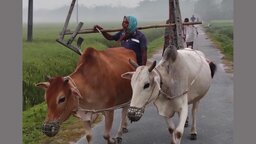 প্রযুক্তির ব্যবহারে হারিয়ে যাচ্ছে গ্রামবাংলার ঐতিহ্য ‘গরুর হাল’