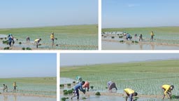 হাওরাঞ্চলে পুরোদমে শুরু বোরো আবাদ, ব্যস্ত সময় পার করছেন সুনামগঞ্জের কৃষকরা