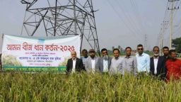 বাকৃবিতে  আমন বীজ ধান কর্তন-২০২৫ এর  উদ্বোধন