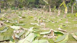 সোনাইমুড়ীতে রাতের আঁধারে ২০০ কলাগাছ কেটে তছনছ, ক্ষতি দেড় লাখ টাকার