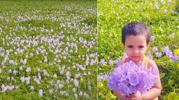 তাড়াশে খাল-বিলে মুগ্ধতা ছড়াচ্ছে কচুরিপানার ফুল