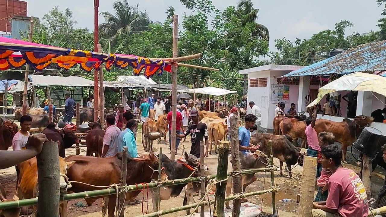 ঝালকাঠিতে পশুর হাটের ইজারা বিএনপি-আ.লীগ নেতাদের হাতে
