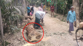 সরকারি গাছ কাটছে প্রভাবশালীরা, জানে না বন বিভাগ