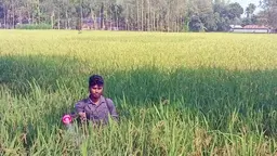 কারেন্ট পোকার আক্রমণে দিশেহারা নীলফামারীর ধান চাষিরা